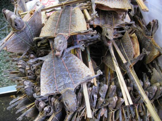 药用壁虎种类及其重要性