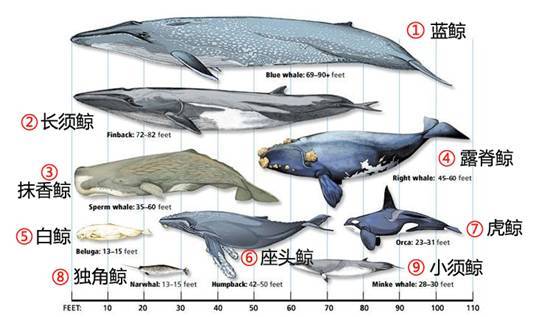 鲸鱼的重量，揭示海洋巨兽的奥秘