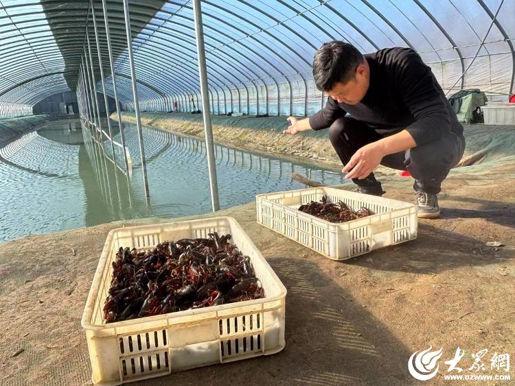 江苏何处有大棚养龙虾——探寻养殖新境地