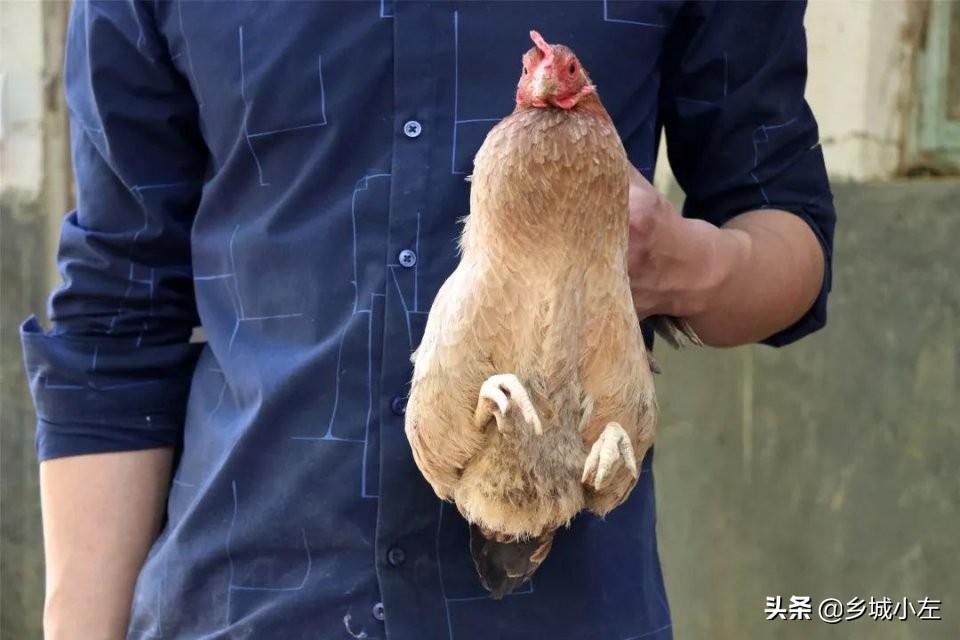 养鸡商标图案的设计与意义