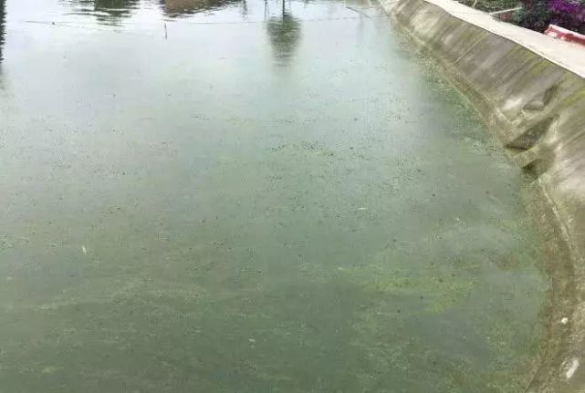 大棚虾池水面泡沫，观察、影响与对策
