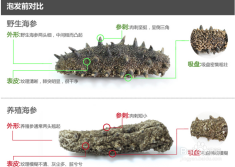 如何区别大棚海参，品质、特点与鉴别方法