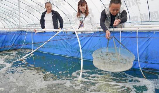 大棚青虾，一种新兴养殖模式与产业前景展望