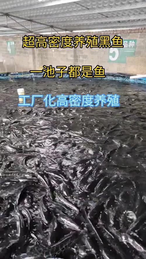 黑鱼大棚高密度养殖技术