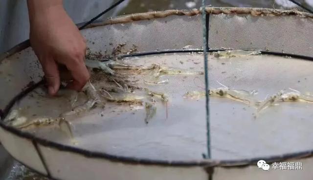 龙海大棚白虾，繁荣的水产新星