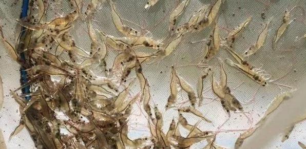 淡水养殖大棚，现代水产养殖的新领域