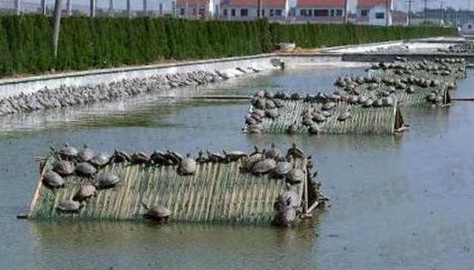 养殖甲鱼大棚结构照片，探索现代化甲鱼养殖设施