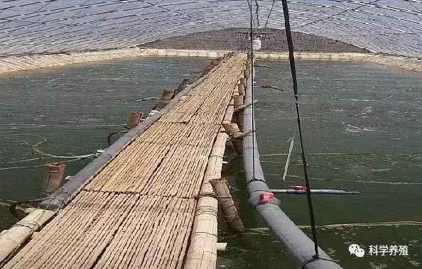 大棚养殖对虾的年收入探究