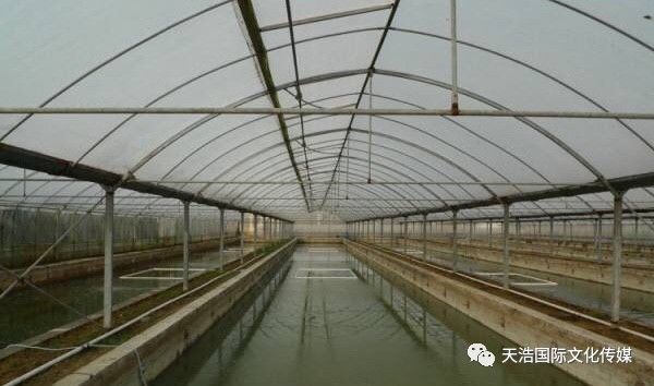 盐城对虾大棚出租，开启水产养殖新篇章