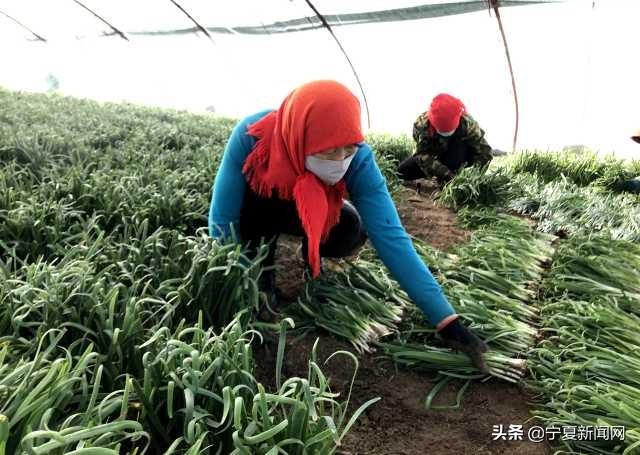蔬菜免费商标图案，探索绿色产业的品牌之路