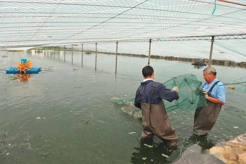 南美对虾大棚水油膜技术及其应用