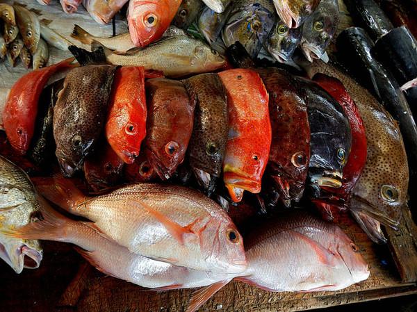 海水大棚养殖，探索最佳养殖对象