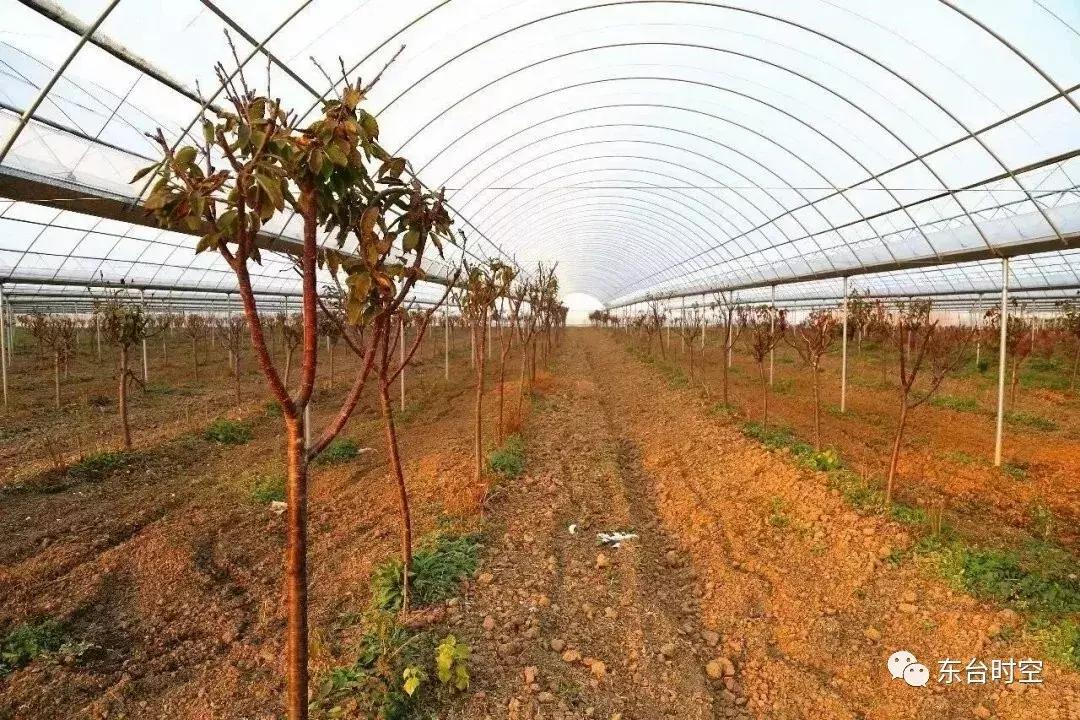 大棚养殖鳖的危害及其应对策略