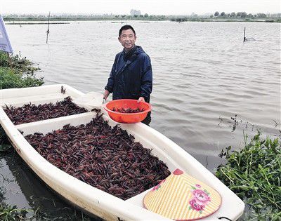东北大棚小龙虾养殖技术与管理