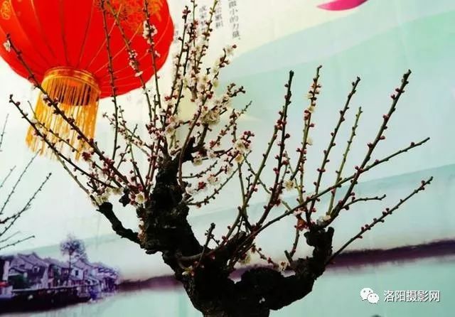 盆景梅花品种，千姿百态的艺术展现
