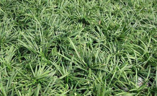 麦冬草品种，多样性与应用前景