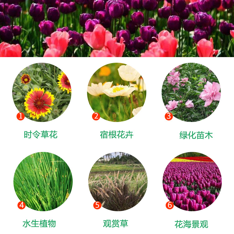 苗圃花朩品种，丰富多样与独特魅力