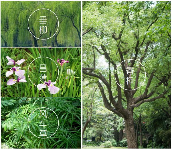 苗圃花朩品种，探寻丰富多彩的植物世界