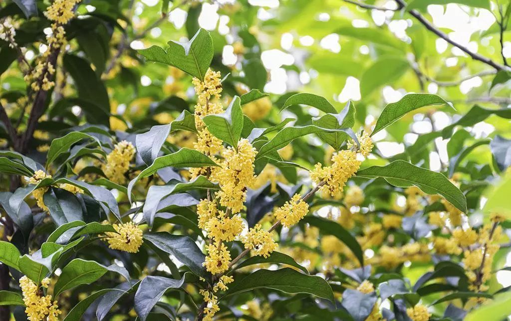 桂花品种与价格，深度解析