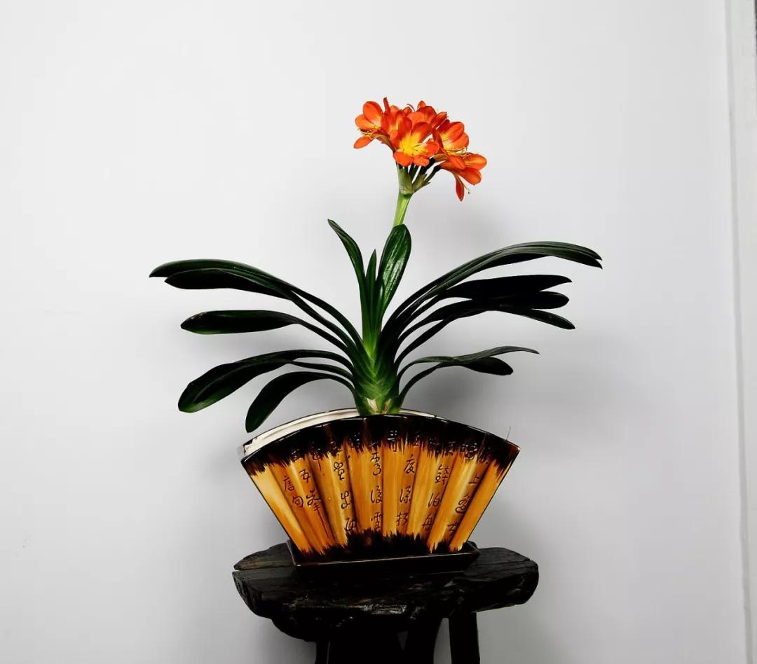 年宵花品种及其独特魅力