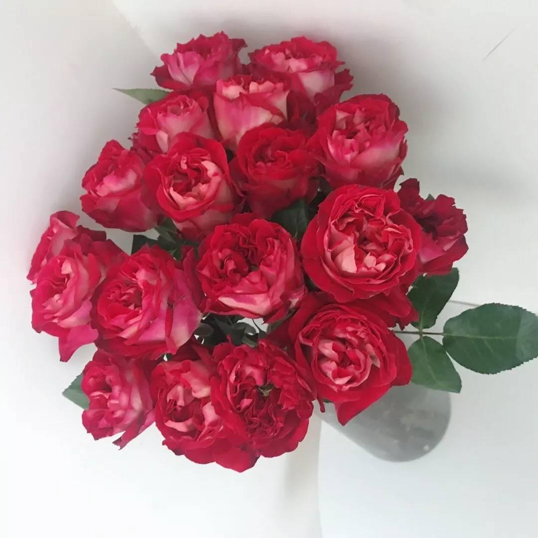 主要切花品种及其特点
