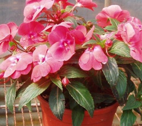 探索2015年花卉新品种，引领潮流的绿意之美