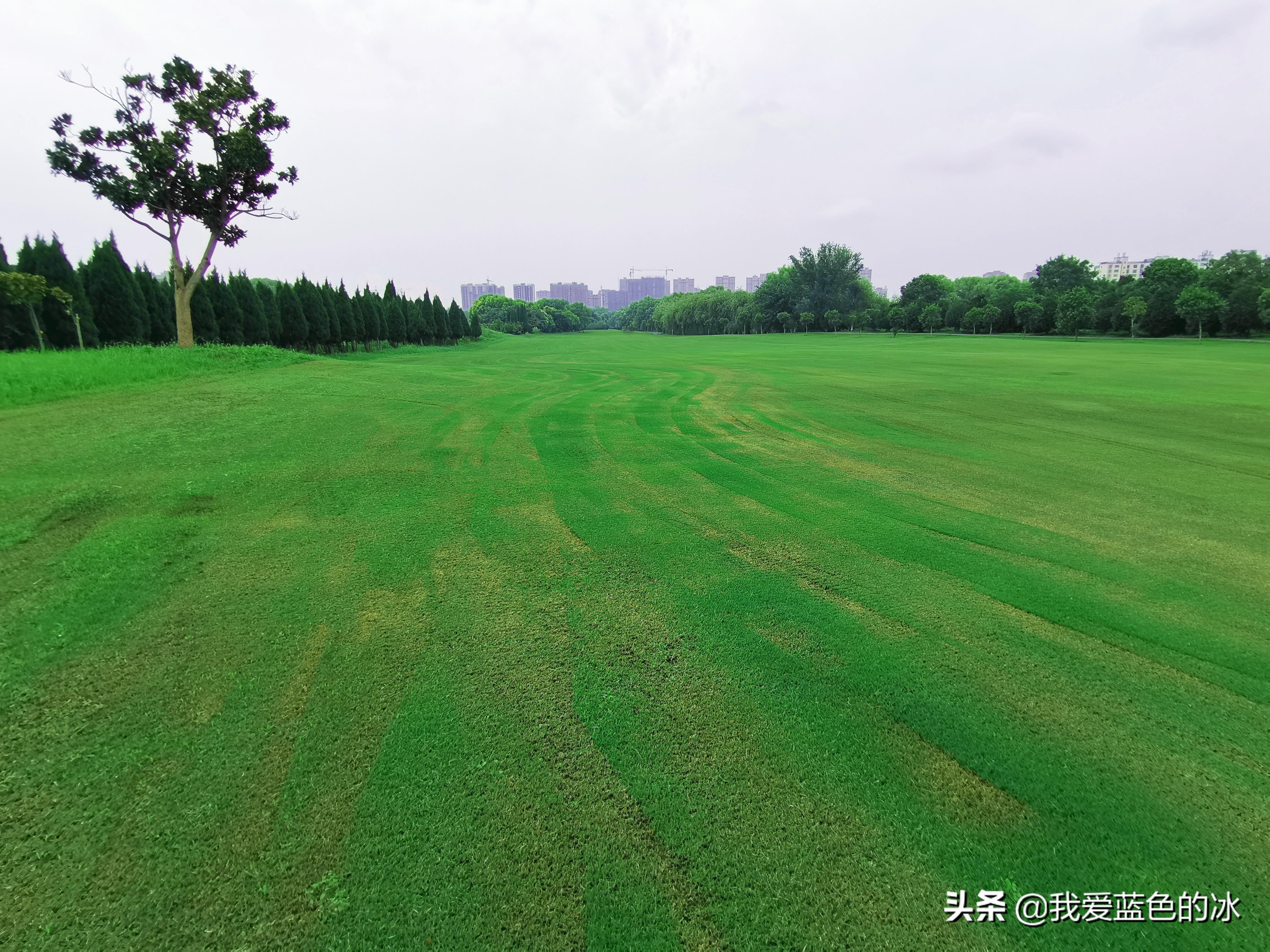高尔夫球场草坪品种及其价格探讨