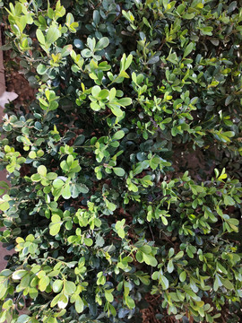 绿化带植物品种及其图片介绍