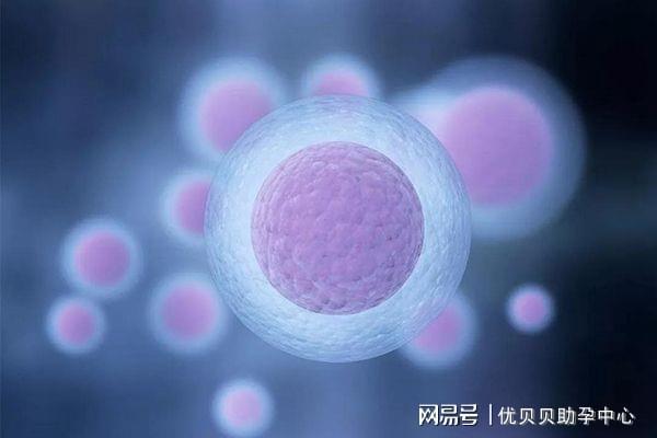 卵泡发育与取卵过程，从监测到取卵的全程解析