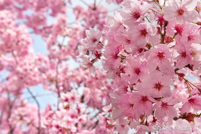 青岛樱花品种，绽放的美丽与多彩的文化内涵