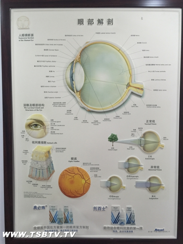 真假近视眼镜的区别，深入了解其差异