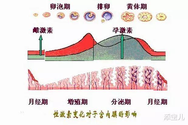 关于取卵后孕酮1.6的探讨