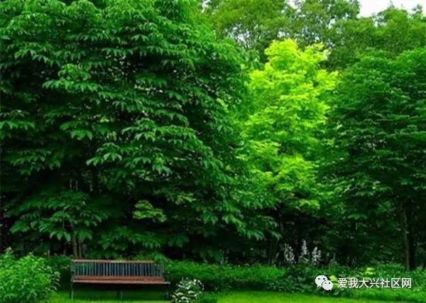 古园林树木品种及其独特魅力