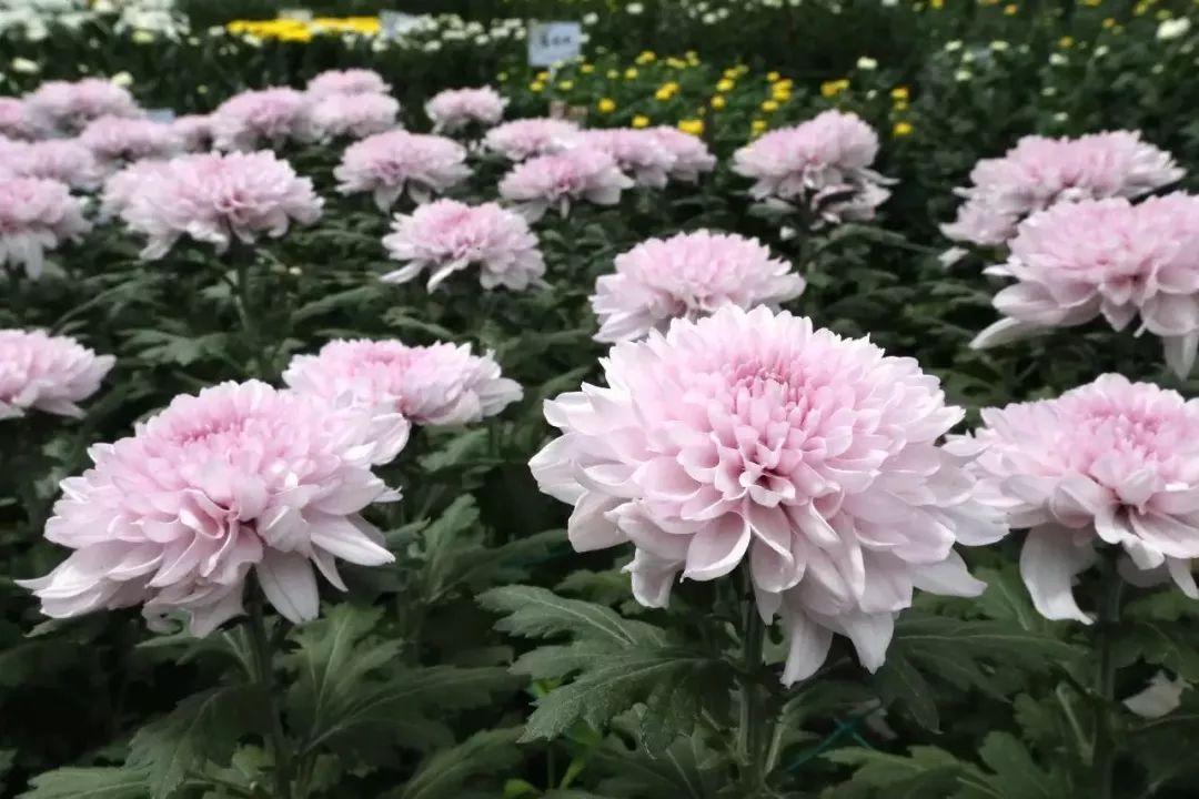 切花菊品种的魅力与多样性