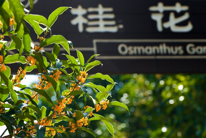 桂花新品种园，探索与发现