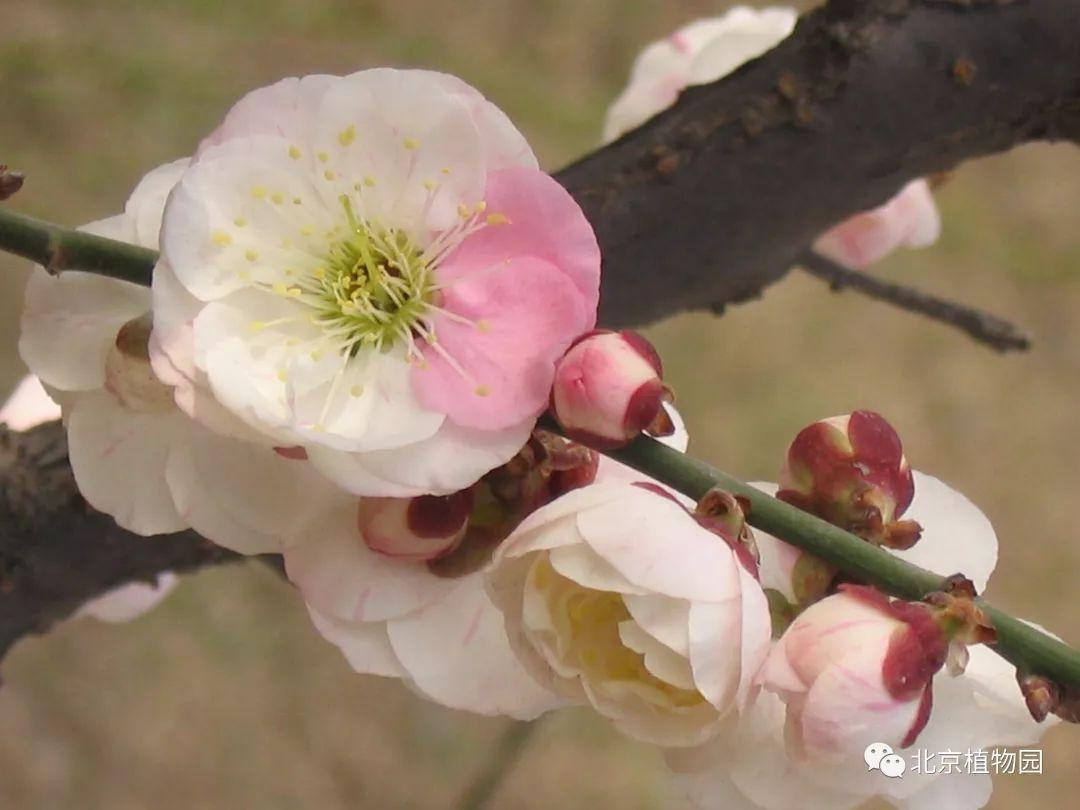 梅花品种繁多，常见品种解析