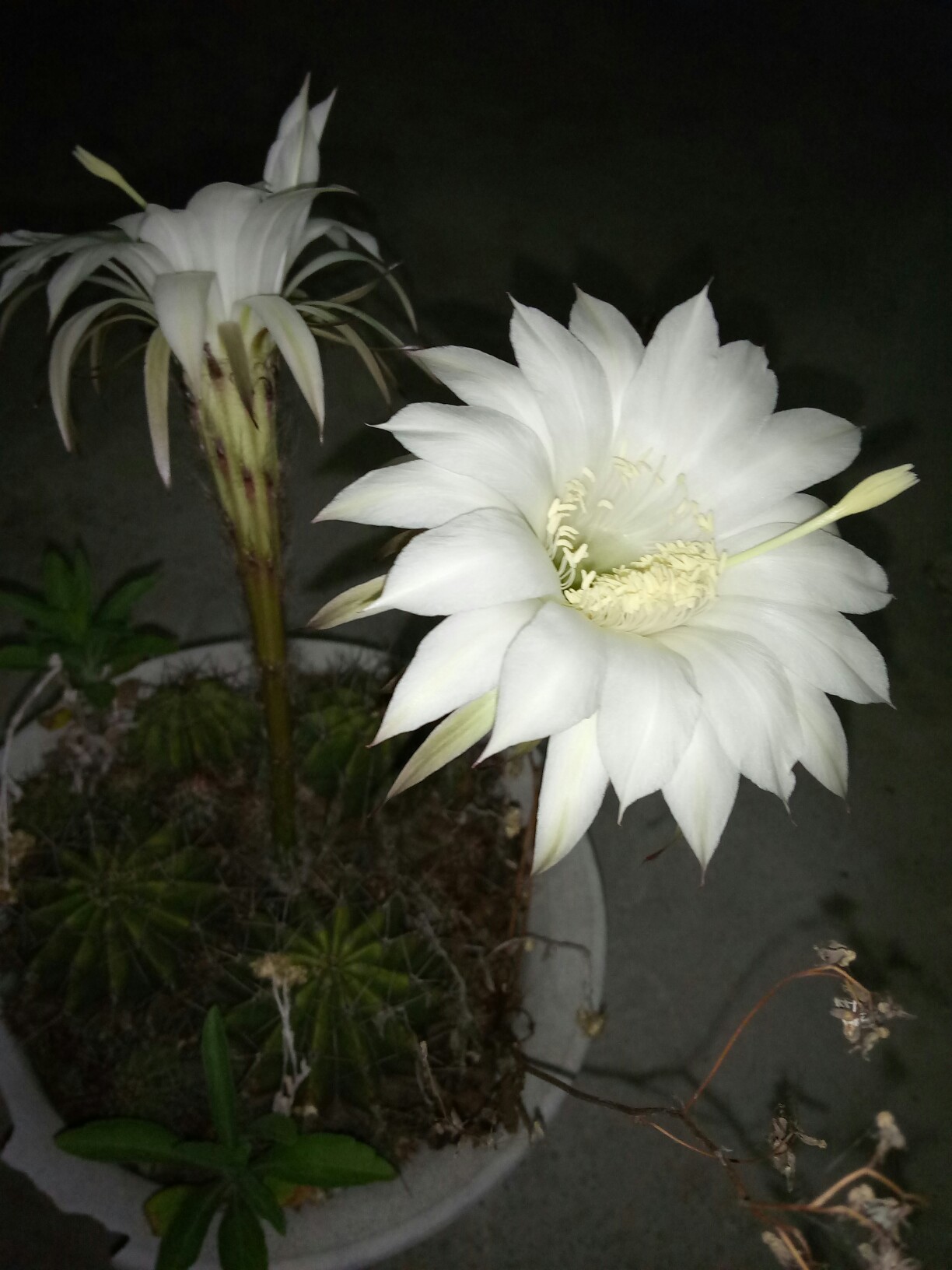 天鹅蛋花图片，自然之美的独特展现