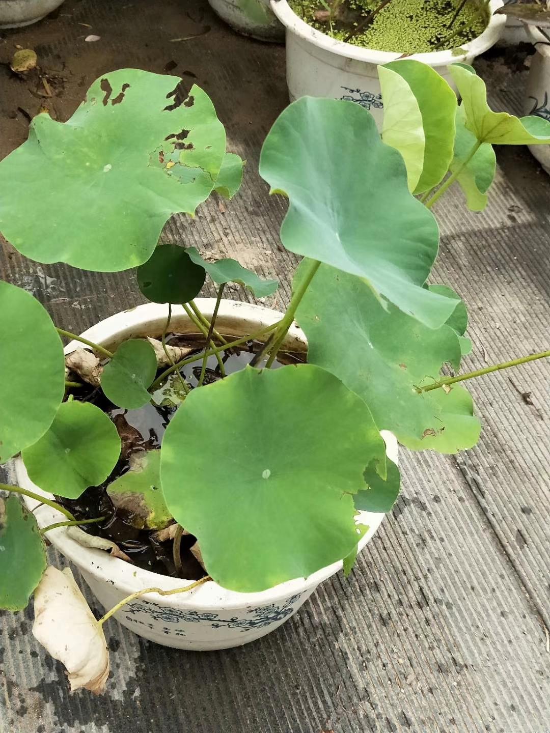 水生绿化植物品种及其生态价值与应用前景