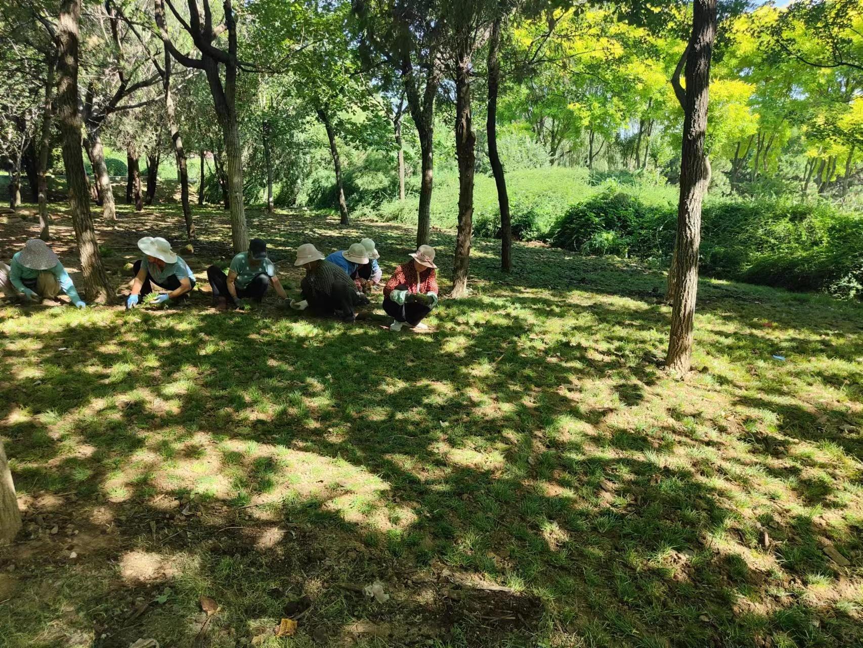 多年生冷季型草坪品种，特性、应用与发展趋势