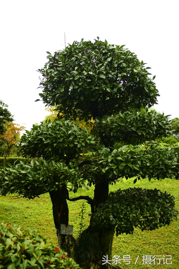 公园绿化风景树的品种与魅力