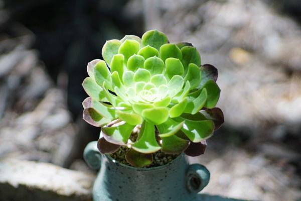阳台绿化植物品种大全，美化您的生活空间