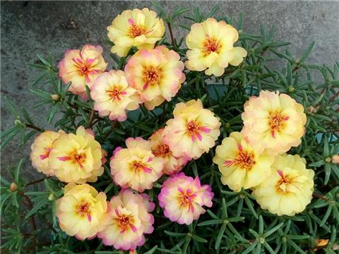 美术教案，花儿朵朵开教学设计