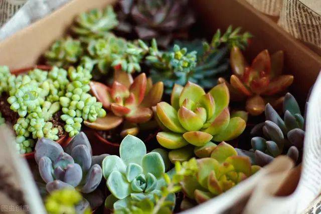 多肉植物品种红丽的魅力与养护