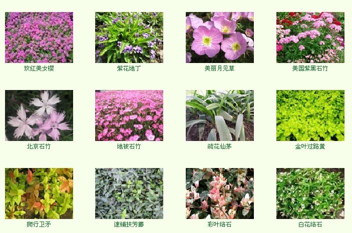 园林常用品种，探索中国园林的植物宝库