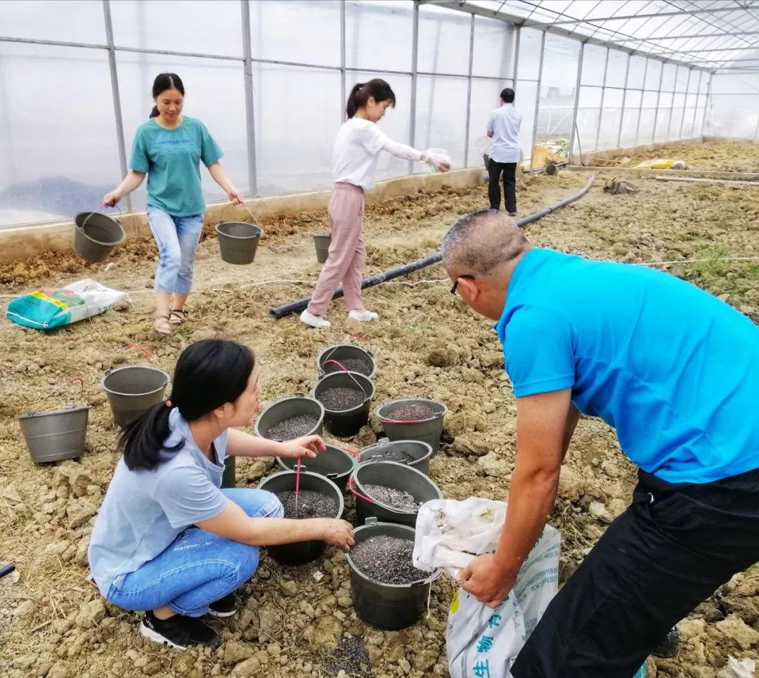 肥料推销广告语音，滋养生命，助力丰收